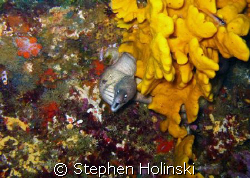Moray and Sponge on top of the Rainbow Warrior wreck in N... by Stephen Holinski 